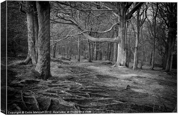 Chevin Forest Park #3 Mono Canvas Print by Colin Metcalf