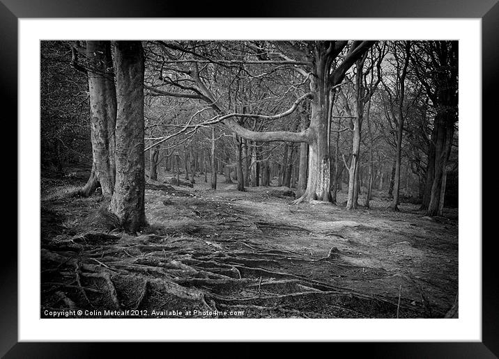 Chevin Forest Park #3 Mono Framed Mounted Print by Colin Metcalf