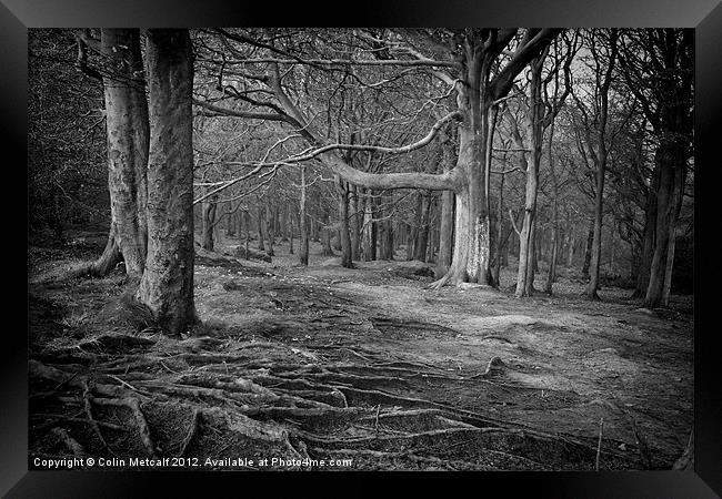 Chevin Forest Park #3 Mono Framed Print by Colin Metcalf