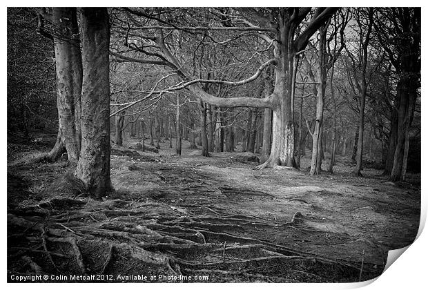 Chevin Forest Park #3 Mono Print by Colin Metcalf