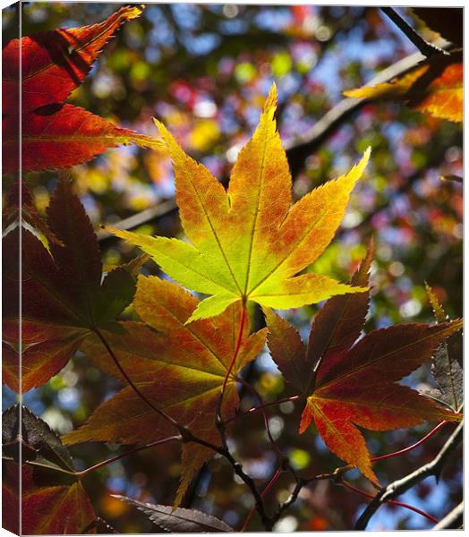 Autumn Colours Canvas Print by Tracey Whitefoot