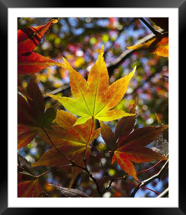 Autumn Colours Framed Mounted Print by Tracey Whitefoot