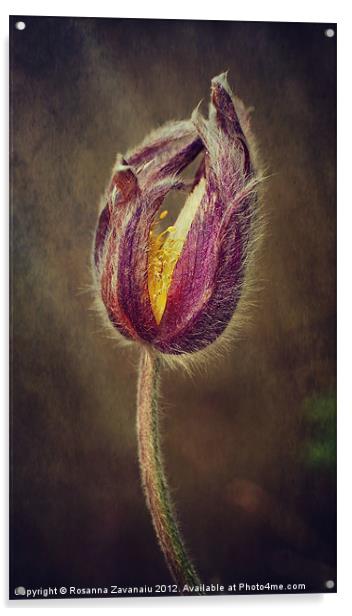 One Single Pulsatilla Acrylic by Rosanna Zavanaiu