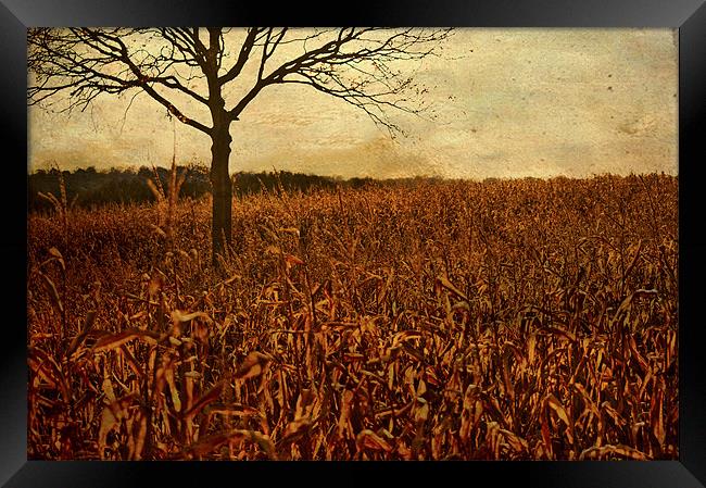 Corn field in Autumn Framed Print by Dawn Cox
