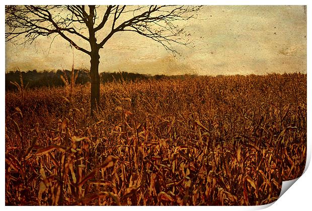 Corn field in Autumn Print by Dawn Cox