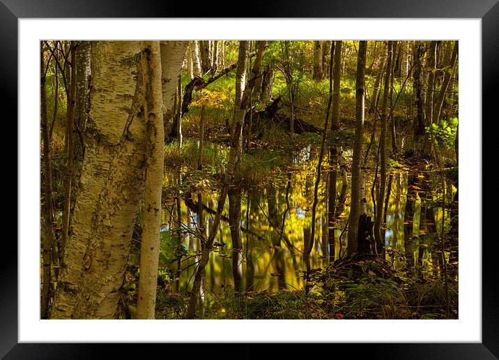 Fall forest Framed Mounted Print by Thomas Schaeffer