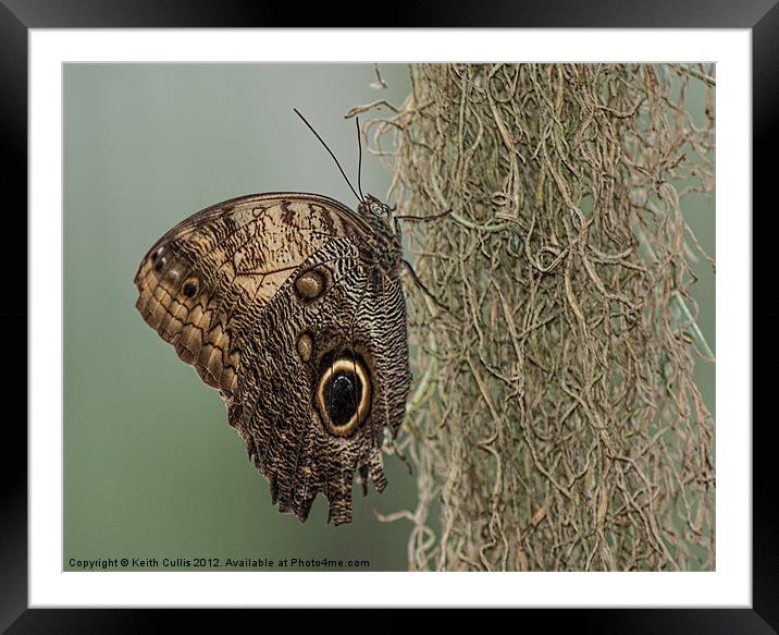 Owl Butterfly (Caligo memnon) Framed Mounted Print by Keith Cullis