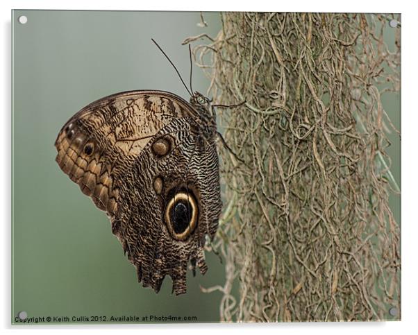 Owl Butterfly (Caligo memnon) Acrylic by Keith Cullis