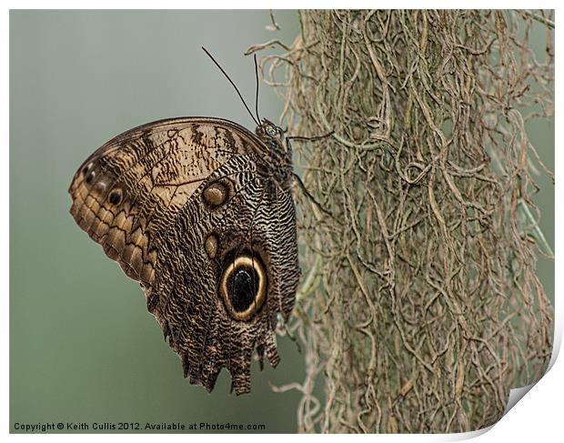 Owl Butterfly (Caligo memnon) Print by Keith Cullis