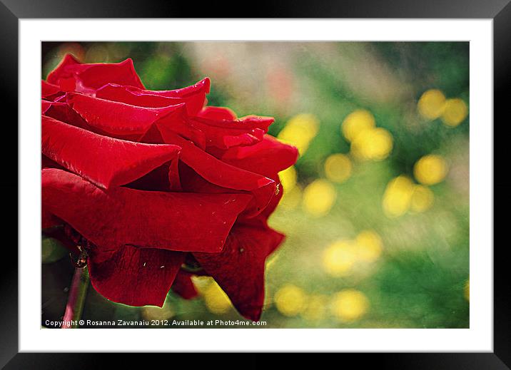 One Single Rose.. Framed Mounted Print by Rosanna Zavanaiu
