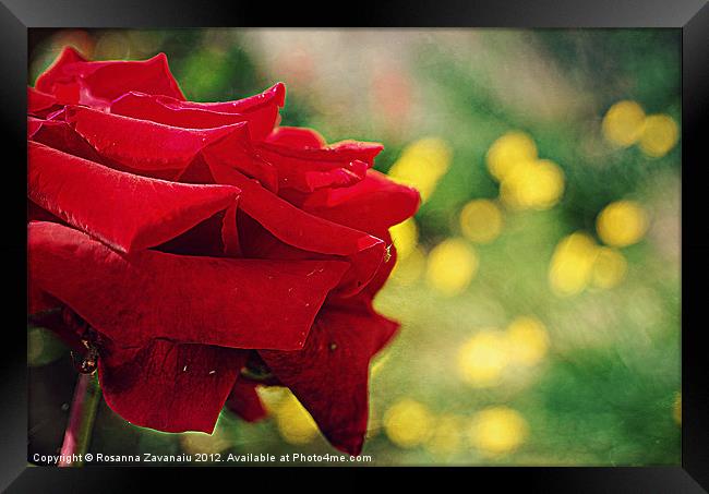 One Single Rose.. Framed Print by Rosanna Zavanaiu