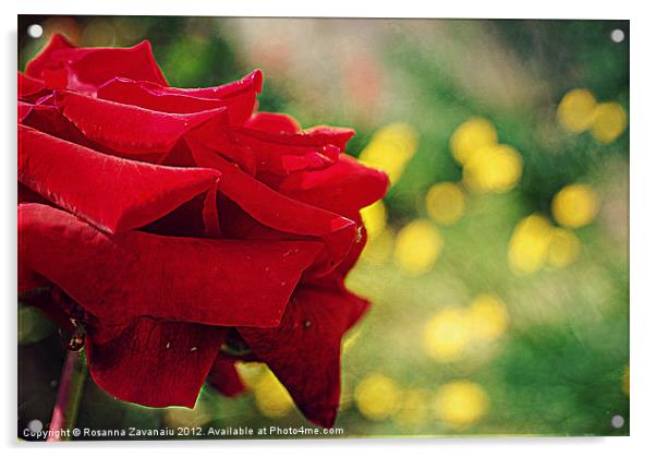 One Single Rose.. Acrylic by Rosanna Zavanaiu
