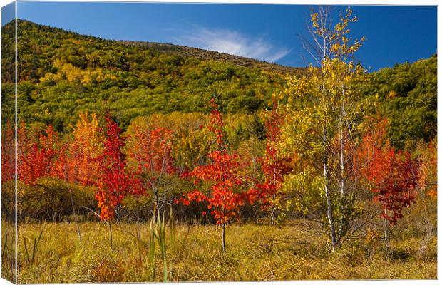 Fall colors Maine Canvas Print by Thomas Schaeffer