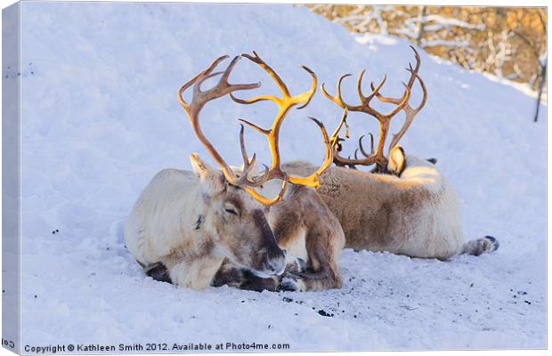 Reindeer lying in snow Canvas Print by Kathleen Smith (kbhsphoto)
