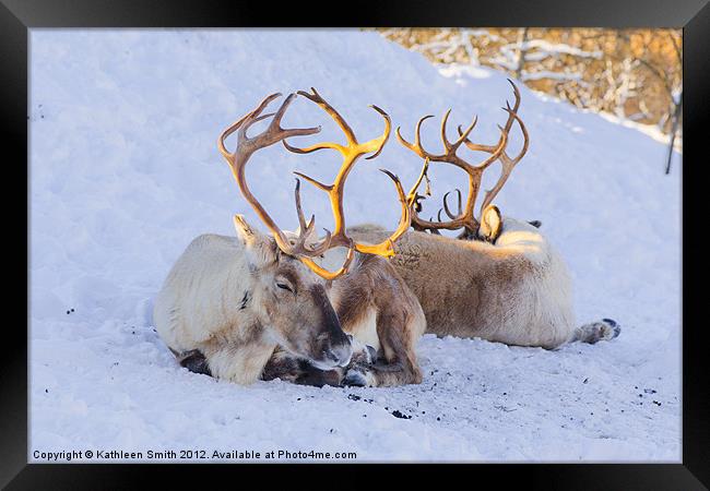 Reindeer lying in snow Framed Print by Kathleen Smith (kbhsphoto)