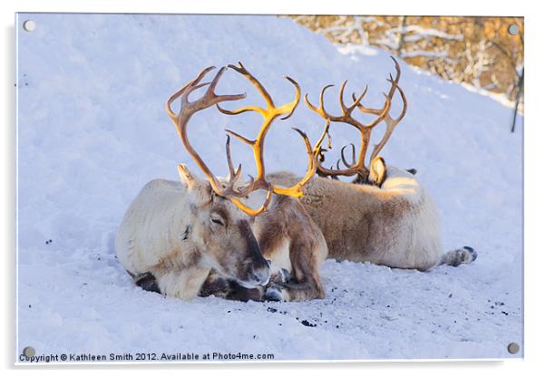 Reindeer lying in snow Acrylic by Kathleen Smith (kbhsphoto)