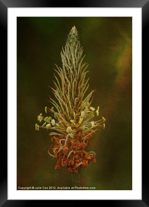 Grass Seed Head Framed Mounted Print by Julie Coe
