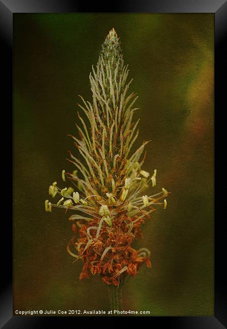 Grass Seed Head Framed Print by Julie Coe
