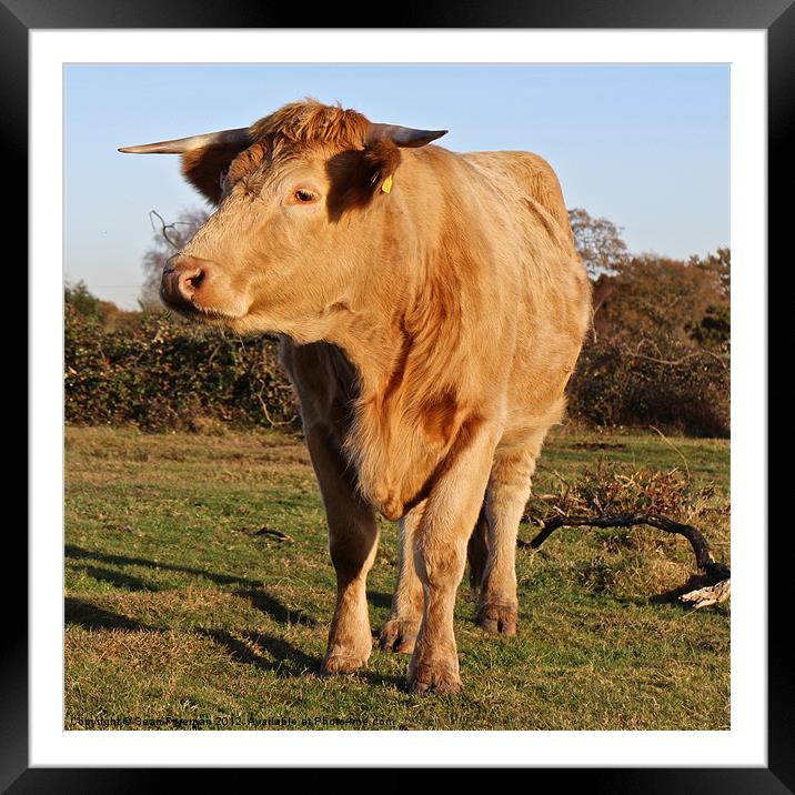 Serene Bovine Grazing in New Forest Framed Mounted Print by Sean Foreman