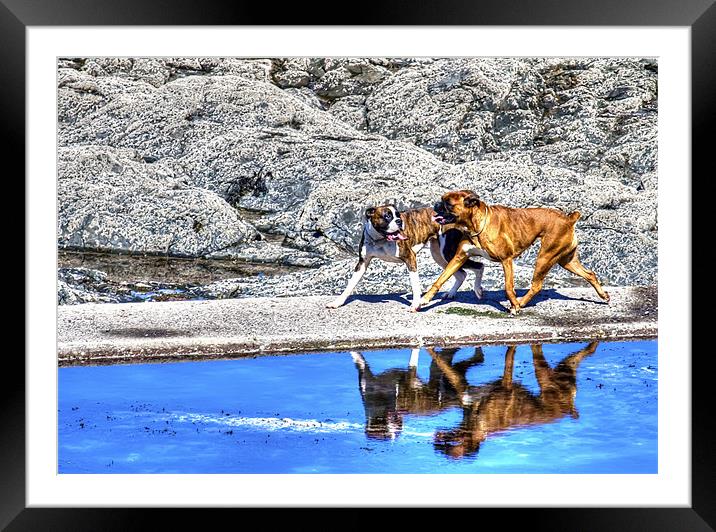 Playful Boxer Dogs on a Beach Framed Mounted Print by Mike Gorton