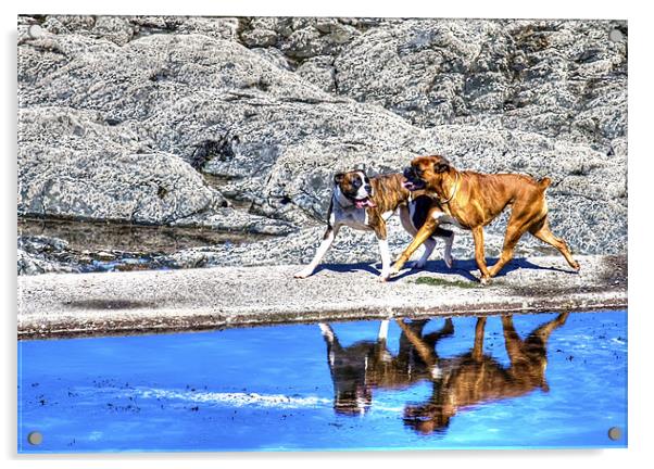 Playful Boxer Dogs on a Beach Acrylic by Mike Gorton