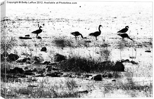 Canada Geese in Black and White Canvas Print by Betty LaRue