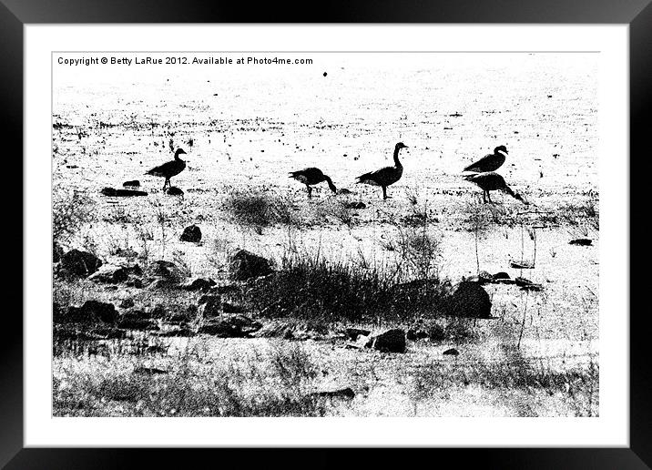 Canada Geese in Black and White Framed Mounted Print by Betty LaRue
