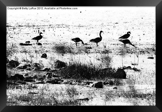 Canada Geese in Black and White Framed Print by Betty LaRue