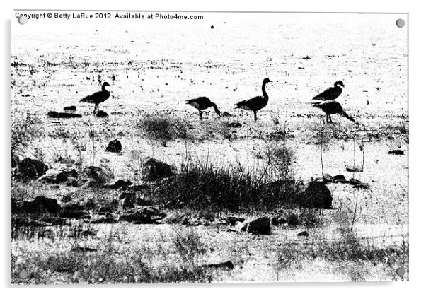 Canada Geese in Black and White Acrylic by Betty LaRue