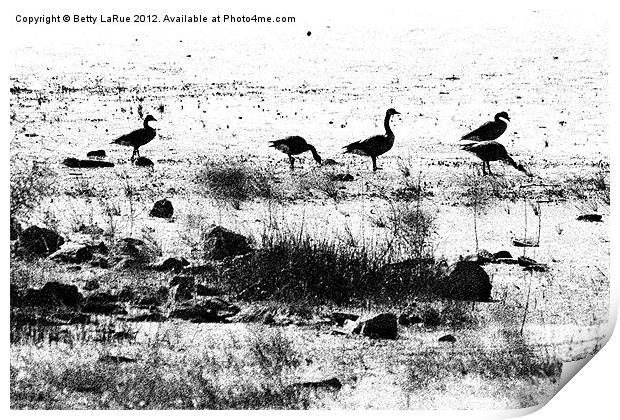 Canada Geese in Black and White Print by Betty LaRue