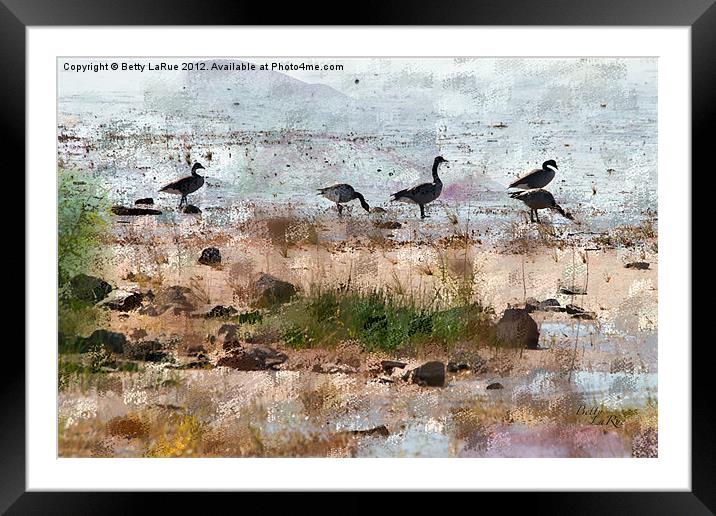 Canada Geese by the Lake Framed Mounted Print by Betty LaRue