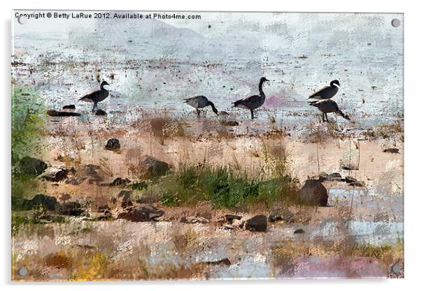 Canada Geese by the Lake Acrylic by Betty LaRue