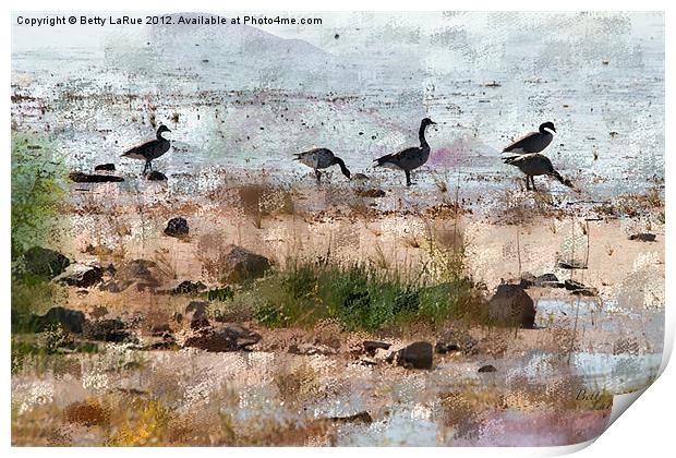 Canada Geese by the Lake Print by Betty LaRue