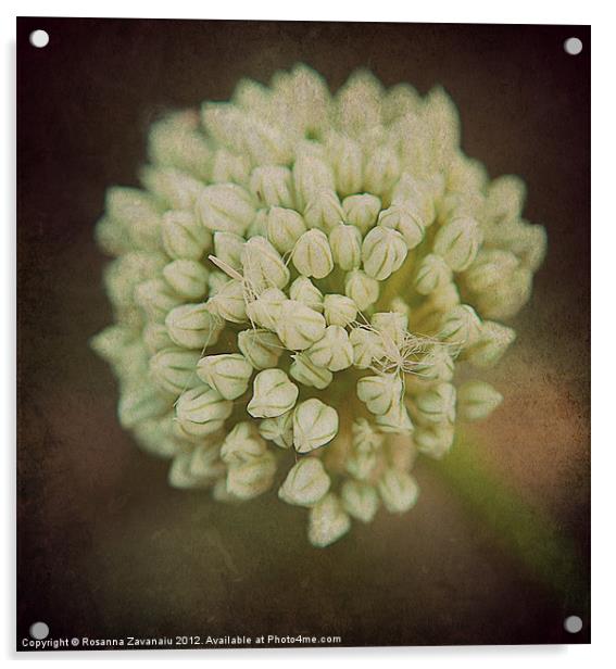 Onion  Seedhead.. Acrylic by Rosanna Zavanaiu