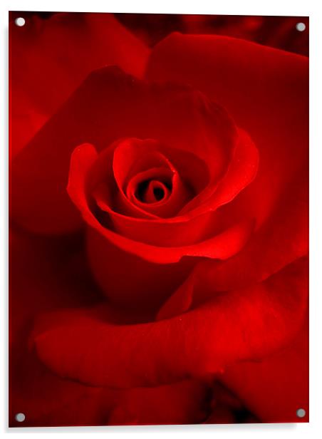 red red rose Acrylic by Heather Newton