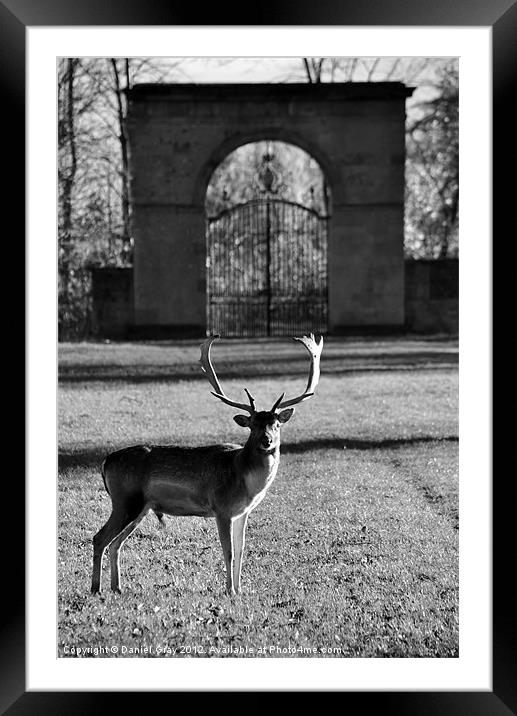 Lone Stag Framed Mounted Print by Daniel Gray