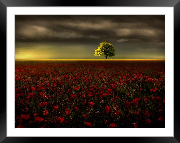 Poppy fields Framed Mounted Print by Robert Fielding