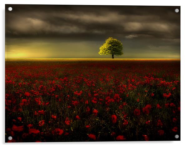 Poppy fields Acrylic by Robert Fielding