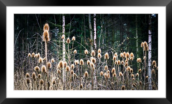 Silhouetted Teasel (Dipsacus fullonum) Framed Mounted Print by Greg Marshall