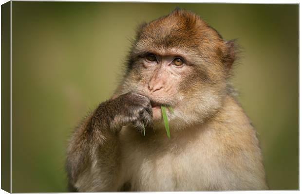 Barbary Macaque Canvas Print by Natures' Canvas: Wall Art  & Prints by Andy Astbury