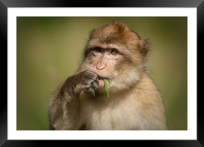 Barbary Macaque Framed Mounted Print by Natures' Canvas: Wall Art  & Prints by Andy Astbury