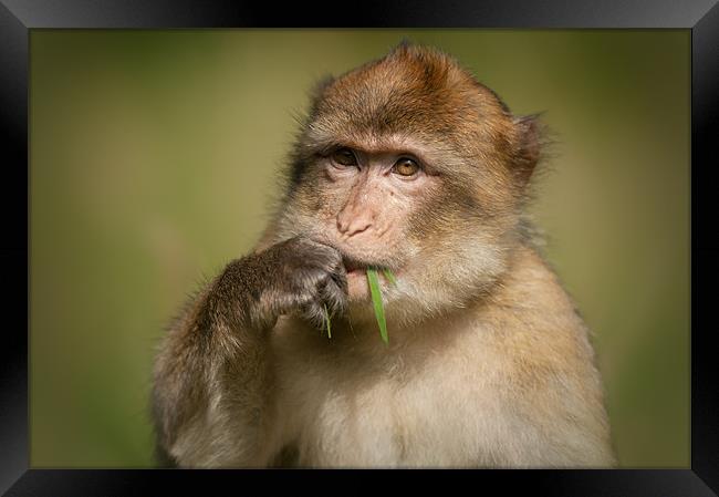 Barbary Macaque Framed Print by Natures' Canvas: Wall Art  & Prints by Andy Astbury