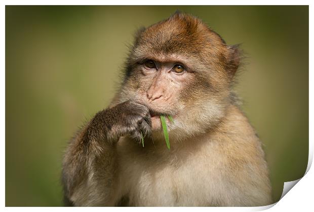 Barbary Macaque Print by Natures' Canvas: Wall Art  & Prints by Andy Astbury