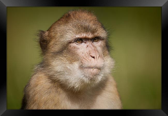 Barbary Macaque Framed Print by Natures' Canvas: Wall Art  & Prints by Andy Astbury