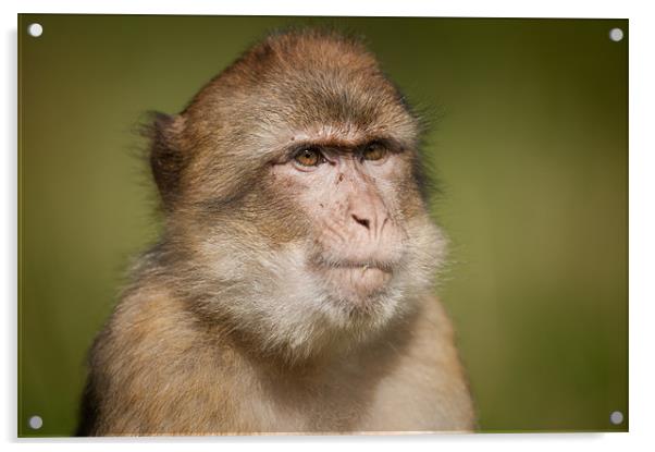 Barbary Macaque Acrylic by Natures' Canvas: Wall Art  & Prints by Andy Astbury