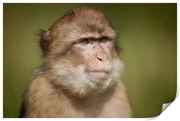 Barbary Macaque Print by Natures' Canvas: Wall Art  & Prints by Andy Astbury