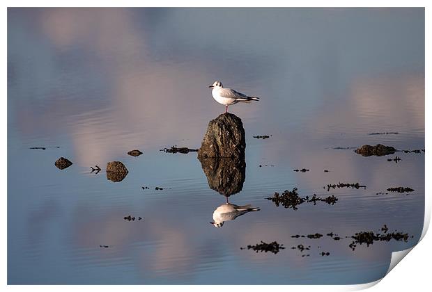 Gull Print by Gail Johnson