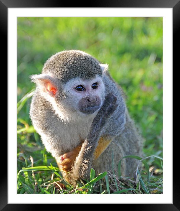 cheeky squirrel monkey Framed Mounted Print by Claire Hartley