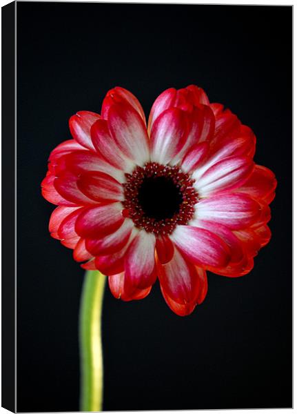 vibrant red gerbera Canvas Print by Claire Hartley