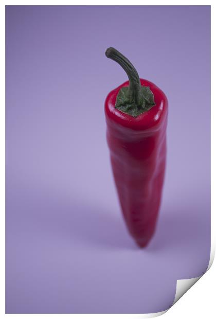 A Single Chilli Print by Adrian Wilkins